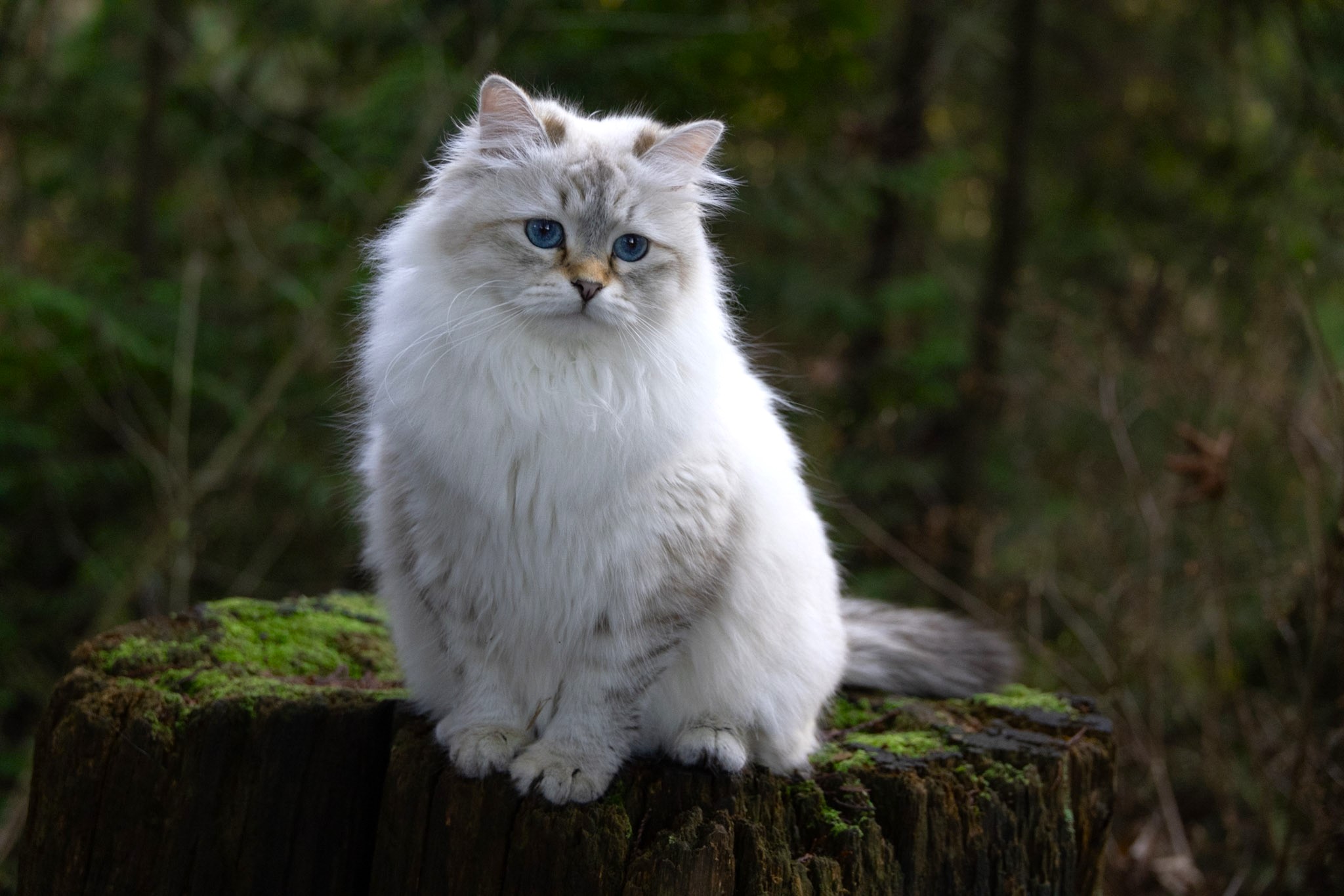 Prada, a seal lynx point Siberian queen cat sitting calmly in the studio, Golden Lion Siberians