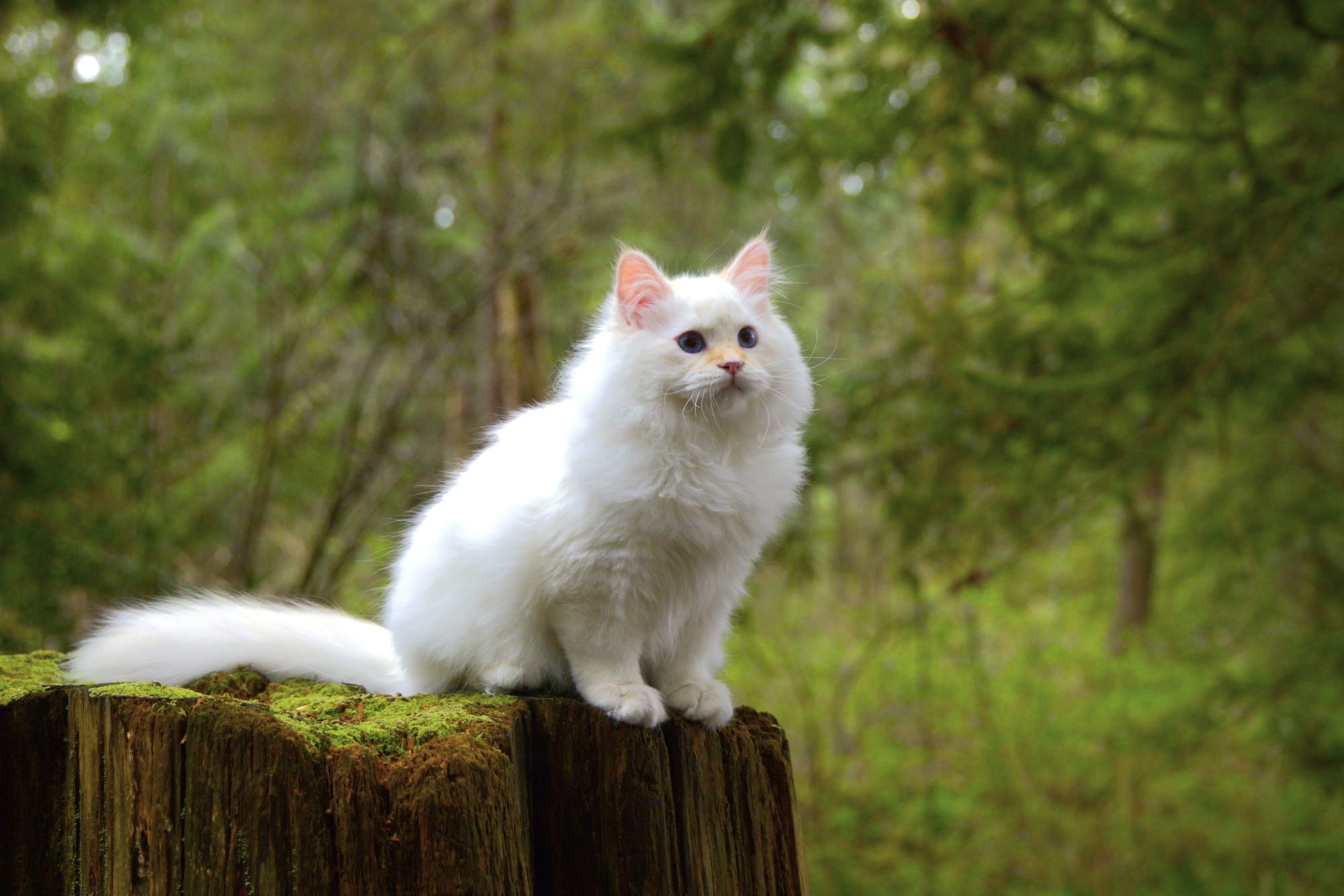 Oscar, a cream smoke Siberian king cat, Golden Lion Siberians