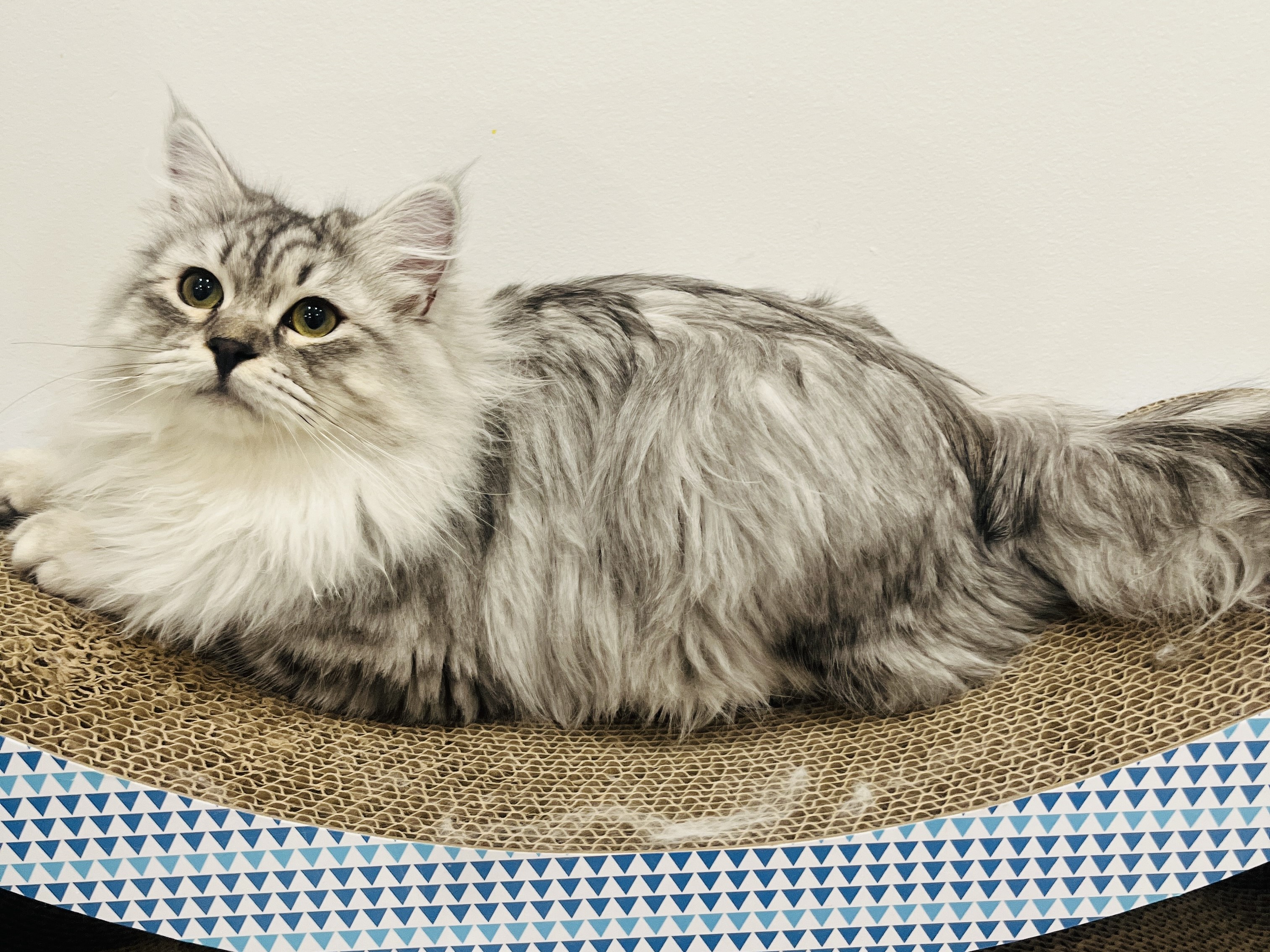 Boris the Black Smoke Siberian king cat, 4 years old