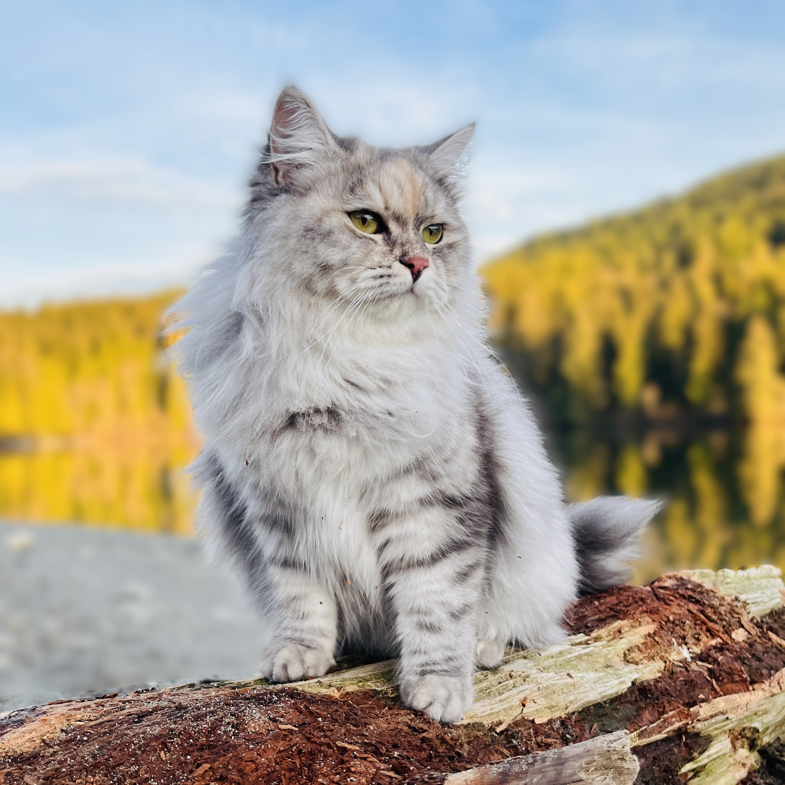 Daya, a black silver tortie Siberian queen cat with a soft gaze and dense, Golden Lion Siberians