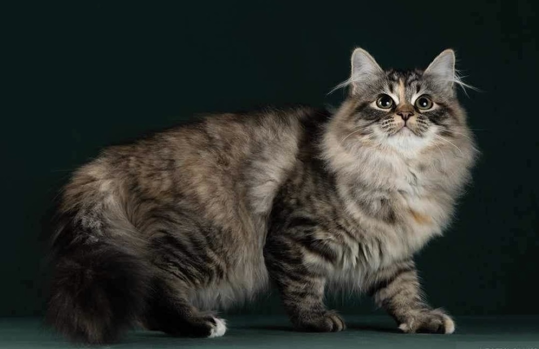 Mila the Brown Tabby Siberian queen cat, 3 years old