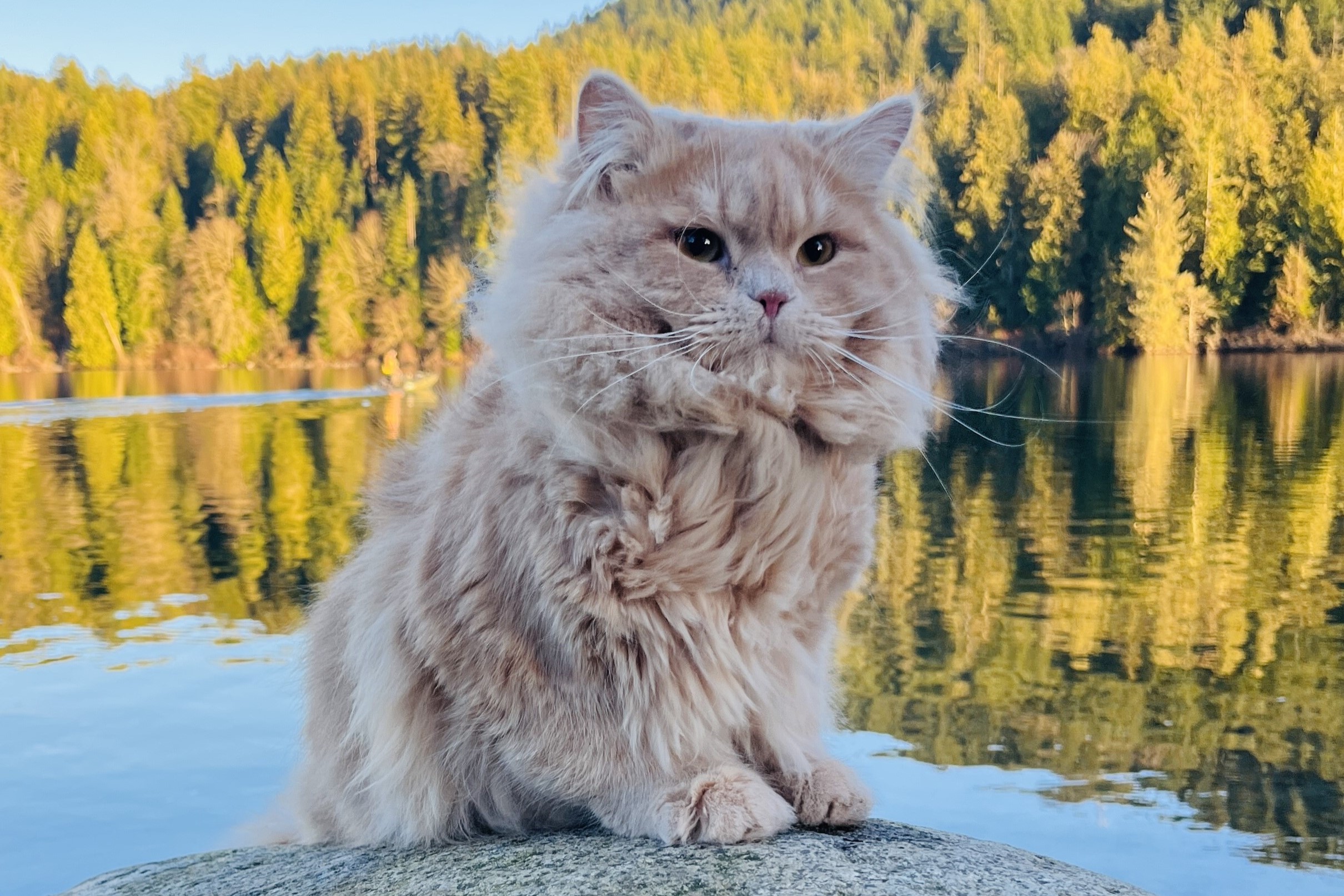 Irtysh, a cream smoke Siberian king cat sitting proudly with soft golden eyes, Golden Lion Siberians
