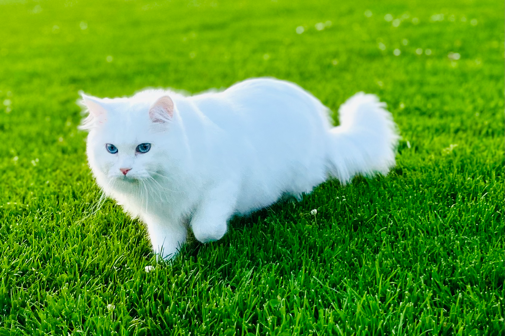 Brown Tabby Siberian Cat Male