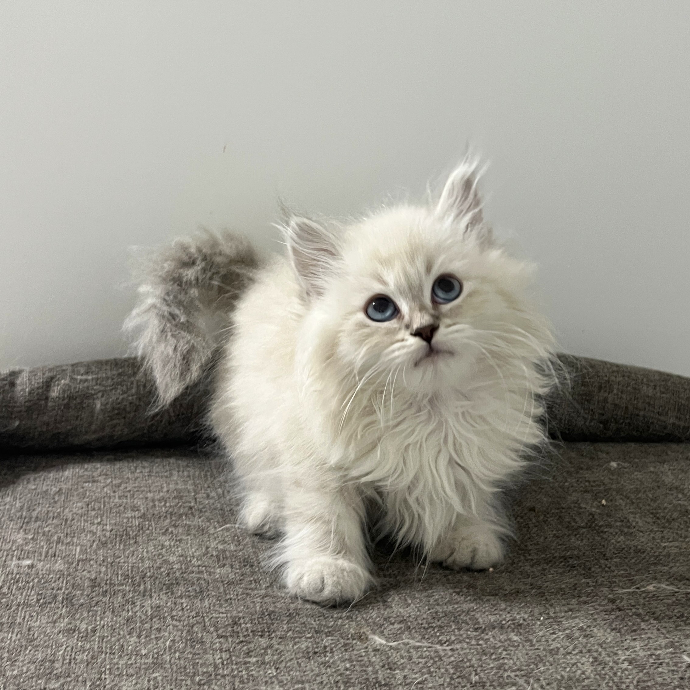 Siberian kittens for sale